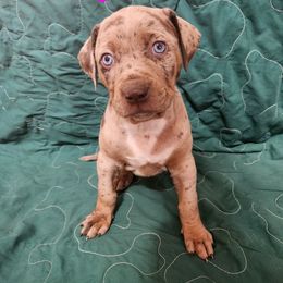 Catahoula Leopard Dog Puppies from OpenGate Catahoulas