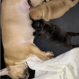 French Bulldog Puppies from FOSTERS FRENCHIES