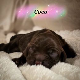 Coco - Brown male Cocker Spaniel puppy in North Carolina from Cocker Cottage