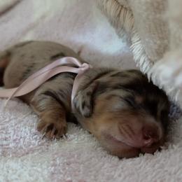Pretzie - Dapple female Dachshund puppy in Summerfield, Florida from Dachshundly Perfect