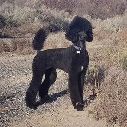 Savvy - Poodle
