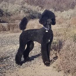 Savvy - Poodle