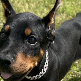 Doberman Pinschers from Elite Dobermans of Atlanta