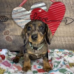 Girl 2 - Dapple Dachshund puppy in New Caney, Texas from Liberty Dachs