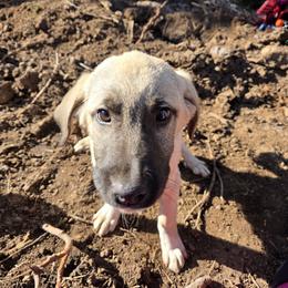 Central Asian Shepherd Dog and Kangal Puppies from VSH Kangal Dogs