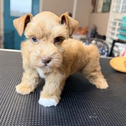 Spot Red Girl - Wheaten female Miniature Schnauzer puppy in Kaufman, Texas from KK’s Krazy Kennels
