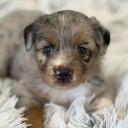 Massie - Blue merle female Toy Australian Shepherd puppy in Ambrose, Georgia from Brandilyn's Aussies