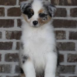 Blue male 2 - Blue merle male Australian Shepherd puppy in Riverton, Utah from Prestige Aussies