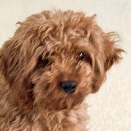 JoJo - Maltipoo