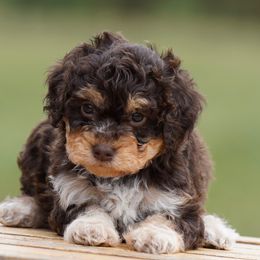 Cora - Brown female Lagotto Romagnolo puppy in Seymour, Missouri from Terra Incognita
