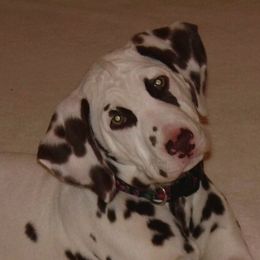 Dalmatian All Grown Up from Diamond D Dalmatians