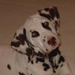 Dalmatian All Grown Up from Diamond D Dalmatians