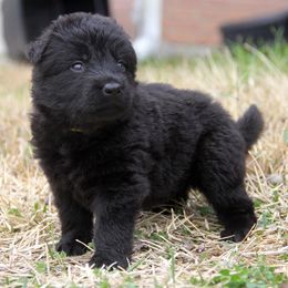 German Shepherd Puppies from Vom Anfang German Shepherds