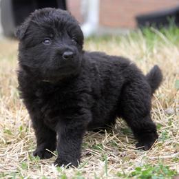 German Shepherd Puppies from Vom Anfang German Shepherds