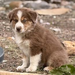 Mr. Smee - Red male Miniature American Shepherd puppy in Wheatland, Wyoming from Jorvik Australian Shepherds