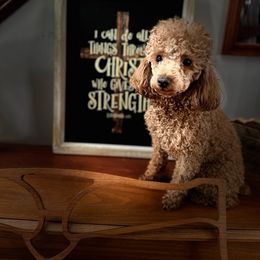 Miles - Poodle