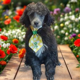 Joey - Silver male Poodle puppy in Brandenburg, Kentucky from Paradise Poodles
