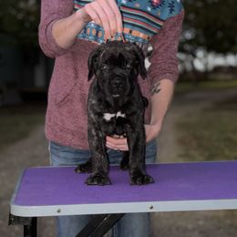 Orange - Black brindle male Cane Corso puppy in Paris, Texas from Knucklehead Cane Corso