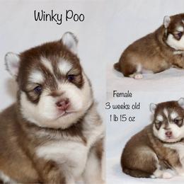 Winky Poo - Chocolate female Pomsky puppy in Denham Springs, Louisiana from Bayouland Pomskies