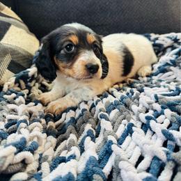 AKC Black and Tan Piebald - Piebald female Dachshund puppy in Colville, Washington from G&B Iron Mountain Dachshunds