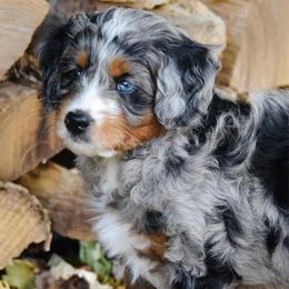 Green boy - Blue merle male Bernedoodle puppy in Waukesha, Wisconsin from Bernedoodle Boutique (and Cavapoos)