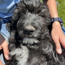 Shadow - Black female Pyredoodle puppy in Prescott, Washington from Washington Bernedoodles & Pyredoodles