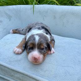 Miss Freedom - Merle female Bernedoodle puppy in Hegins, Pennsylvania from Bubbling Springs Doodles, LLC