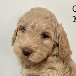 Girl 1 - Caramel Australian Labradoodle puppy in Easley, South Carolina from Royal Diamond Labradoodles