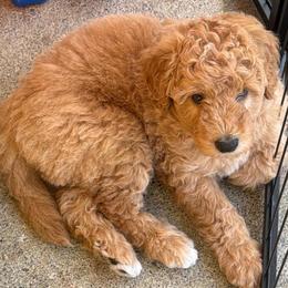 Padame - female Golden Mountain Doodle puppy in Puyallup, Washington from Majestic Mtn Pups