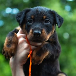 Solar - Black and rust female Beauceron puppy in Medina, Ohio from Beaucerons Des Vents