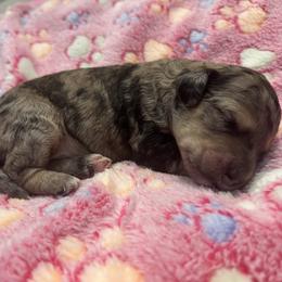Cookie - Brown merle female Aussiedoodle puppy in Nottingham, Pennsylvania from Nottingham Aussiedoodles