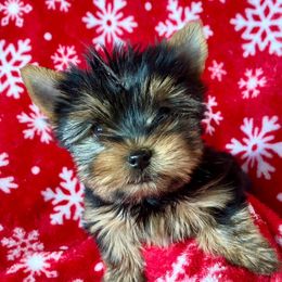 Yorkshire Terriers from Sunny Sky Yorkies
