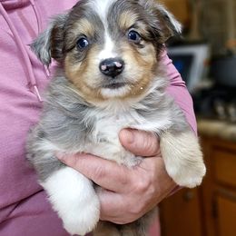 Brown - Blue merle male Toy Australian Shepherd puppy in Cedar Creek, Texas from Rowdy Ranch Tx