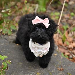 Cavapoo, Cockapoo, and Poodle Puppies from Heavenly Puppies to Love