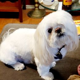 Shih Tzu Puppies from Kimberly's Heavenly Shih Tzus