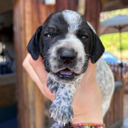 Oregano - blue collar - Black roan male German Shorthaired Pointer puppy in Mokelumne Hill, California from Underhill GSP