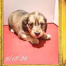 Queen Camilla - Cream female Dachshund puppy in Splendora, Texas from Ram’s Kennels