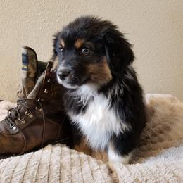 Australian Shepherd Puppies from Middle Fork Australian Shepherds