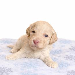 Oregon - Apricot male Aussiedoodle puppy in High Point, North Carolina from Kingsfield Doodles