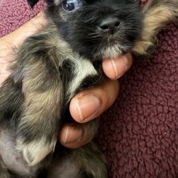 Boy 1 - Chocolate and tan male Shih Tzu puppy in Florida from Shih tzus and Shorkies Galore