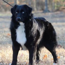 Salem - Australian Shepherd