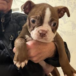 Ruben - Lilac male Boston Terrier puppy in Tenmile, Oregon from High Plains French Bulldogs,Boston Terriers and Frenchtons.