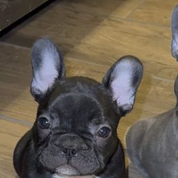 French Bulldog Puppies from A Quality French Bulldogs AZ