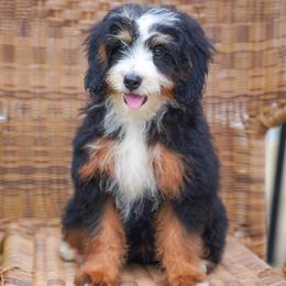 Voyage (socialization program student) - Tri-color female Bernedoodle puppy in Dundee, Ohio from Down Home Doodle