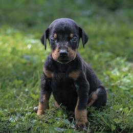 Fendi - Black and rust male Doberman Pinscher puppy in Winchester, Ohio from 32 Farms