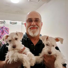 Miniature Schnauzer Puppies from Reservoir Dogs