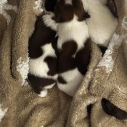 Shih Tzu puppies from It’s a Shih Tzu world