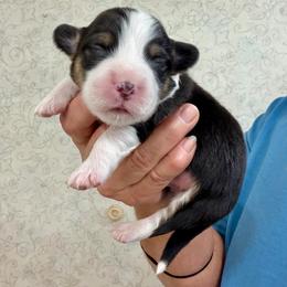 Akc Black Tan Tri color Full Fluffy boy with Full Tail - Black and tan male Pembroke Welsh Corgi puppy in Rochester, Indiana from Stacy’s Pembroke Welsh Corgis