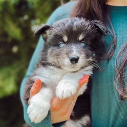 Stitch - Black and white male Pomsky puppy in Cleveland, Ohio from Lake Point Pomskies