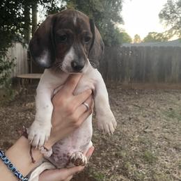 Dachshund Puppies from Hursh’s Hounds